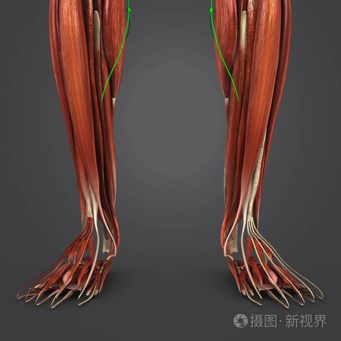 人体腿部肌肉淋巴结的彩色医学例证