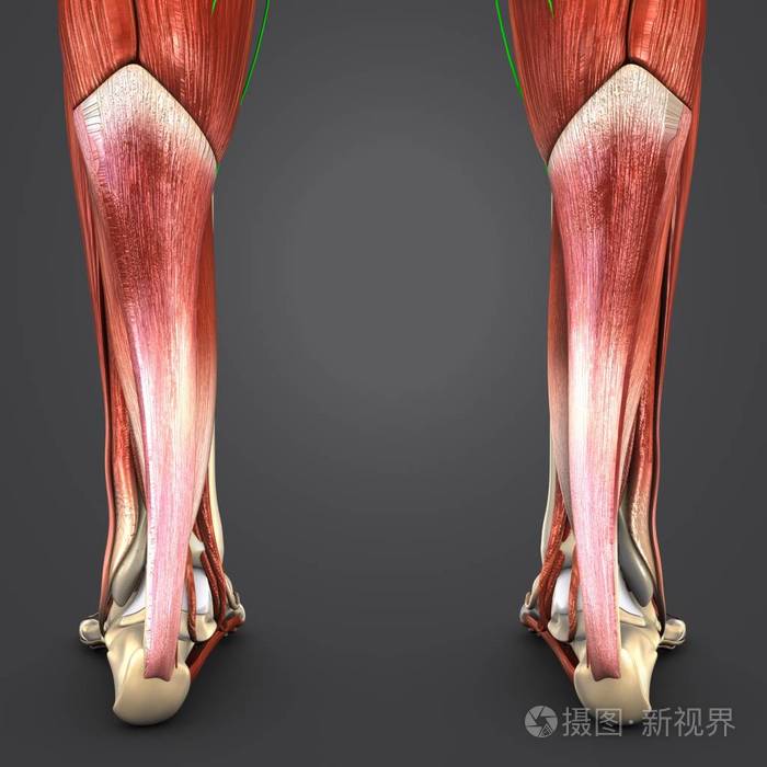人体腿部肌肉淋巴结的彩色医学例证
