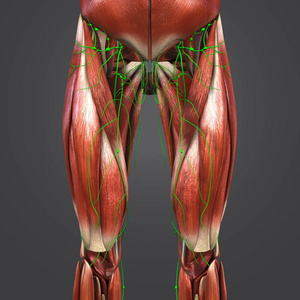人体臀部和大腿肌肉淋巴结的彩色医学例证