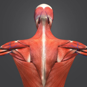 人体肌肉解剖与循环系统的多彩医学例证
