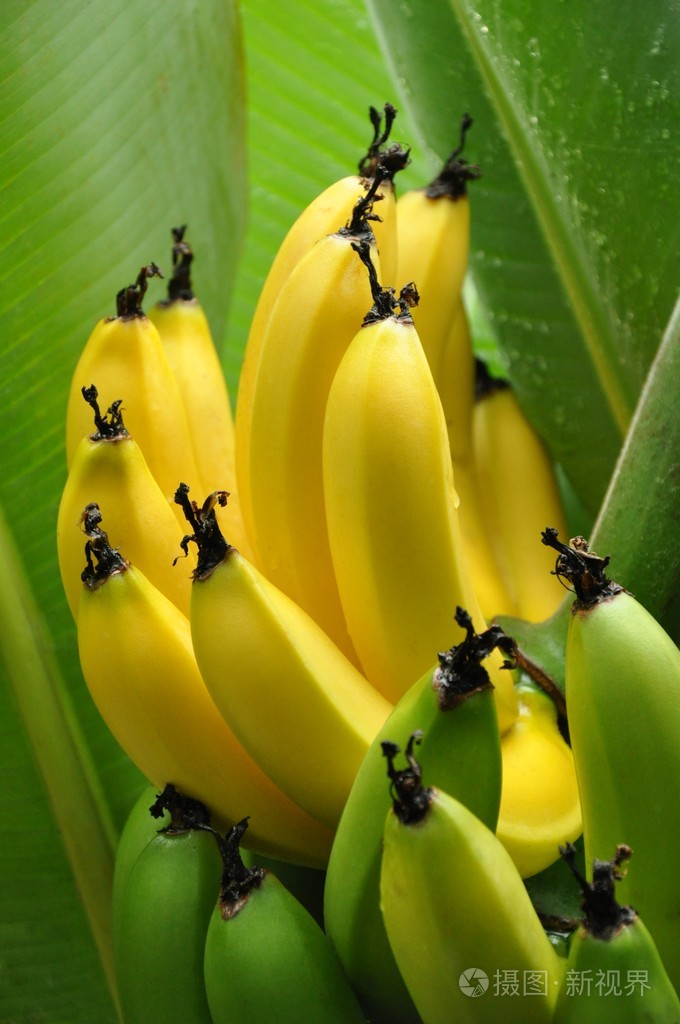 半成熟香蕉