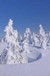 冬季视图的雪覆盖的树木