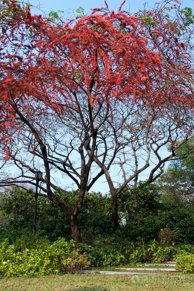 公园与红色花树