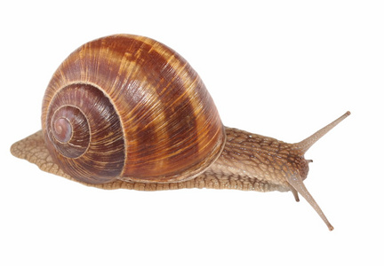 白色背景，蜗牛土地蜗牛的物种上孤立的蜗牛