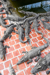 柬埔寨马德望鳄鱼养殖场