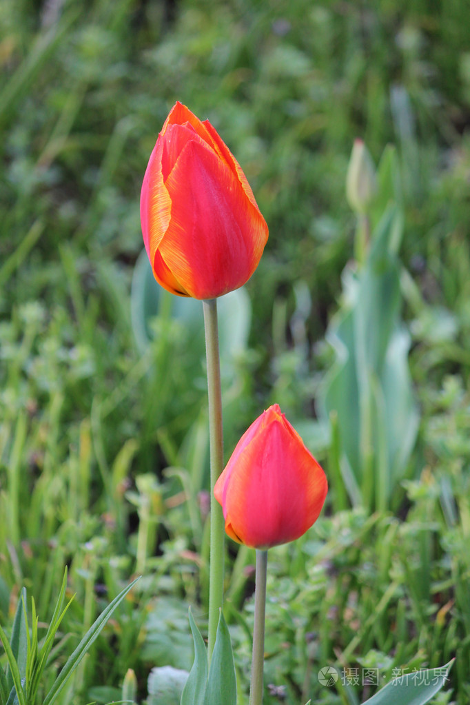 美丽的鲜花盛开