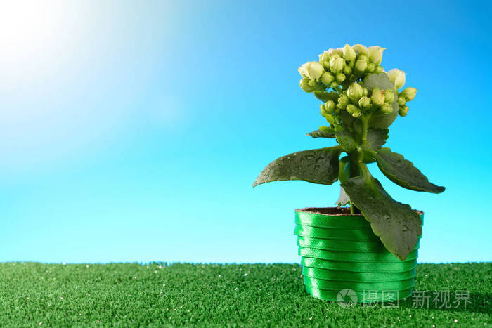 绿色阳光草坪上的盆栽花卉