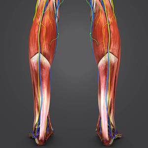 人体腿部肌肉与循环系统神经和淋巴结的彩色医学例证