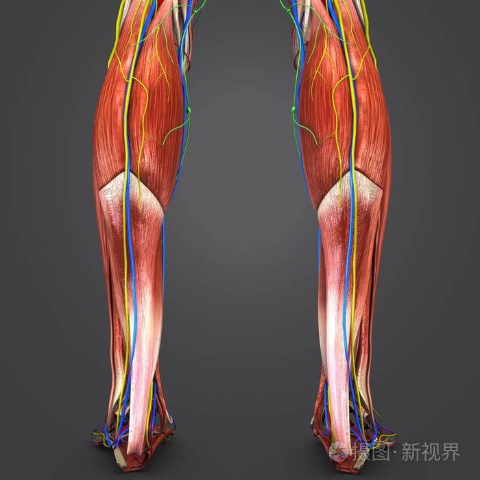 人体腿部肌肉与循环系统神经和淋巴结的彩色医学例证