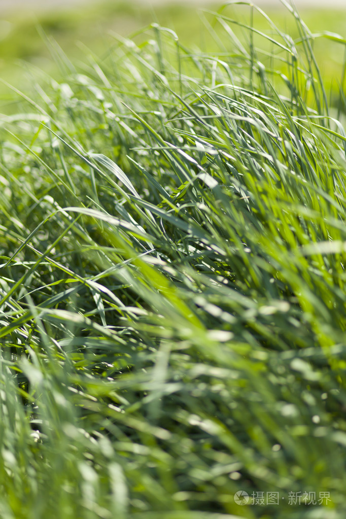 在春天的绿草