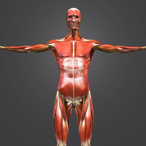 人体肌肉骨骼解剖与神经的彩色医学例证