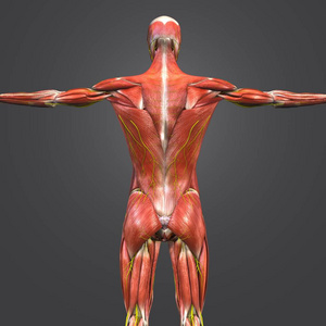 人体肌肉骨骼解剖与神经的彩色医学例证