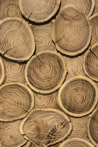 树的剖面。树桩上木头的质地。旧板