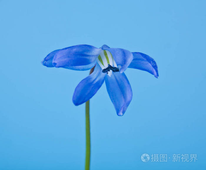 蓝色背景蓝色雪花莲