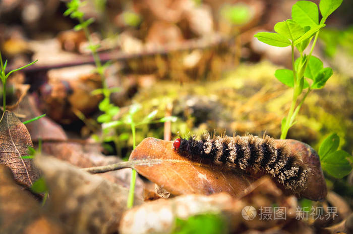 红头黑蛆毛幼虫毛虫