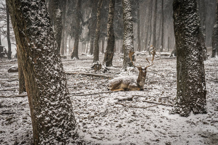 在白雪皑皑的森林里躺着鹿图片
