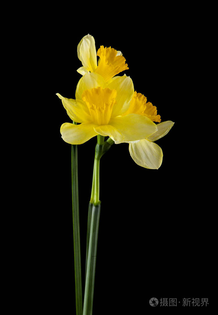 在黑色背景上被隔离的水仙花花