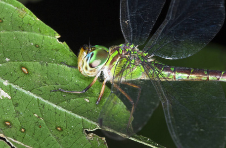 在哥斯达黎加夜晚, 一只蜻蜓栖息在树叶上。