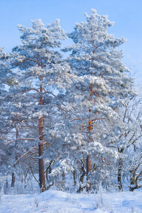 雪中的特写高松树