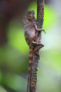 婆罗洲 anglehead 蜥蜴或婆罗洲森林龙 Gonocephalus bornensis 在 Boroneo, 马来西亚