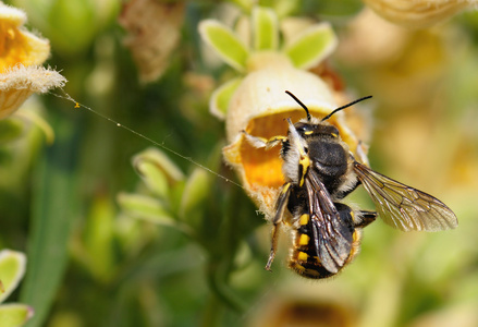 从一朵花上采集花粉的蜜蜂