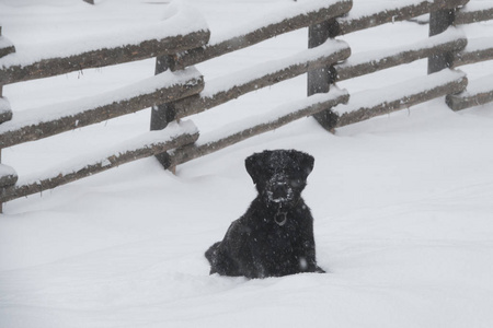 拉布拉多黑狗雪