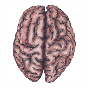 脑子内部器官复古样式例证