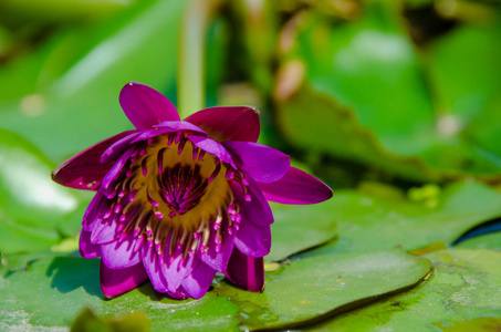 叶子上的莲花花