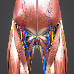 人体臀部和大腿肌肉和骨骼的丰富多彩医学例证与循环系统和神经