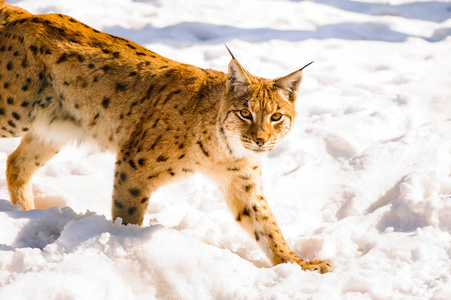 猞猁在雪地上