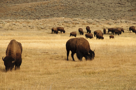 集团的水牛在黄石国家公园