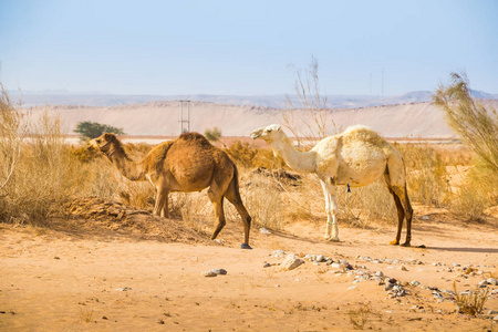 骆驼在沙漠中的一天