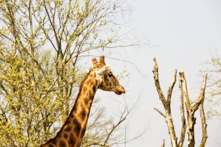 长颈鹿的头和脖子在树之间