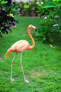 粉红色的加勒比火烈鸟走在水面上。粉红色的火烈鸟在沼泽去