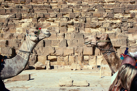 骆驼肖像附近的吉萨金字塔之一