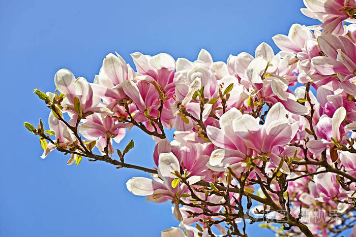 美丽的粉红色玉兰树在春天开花