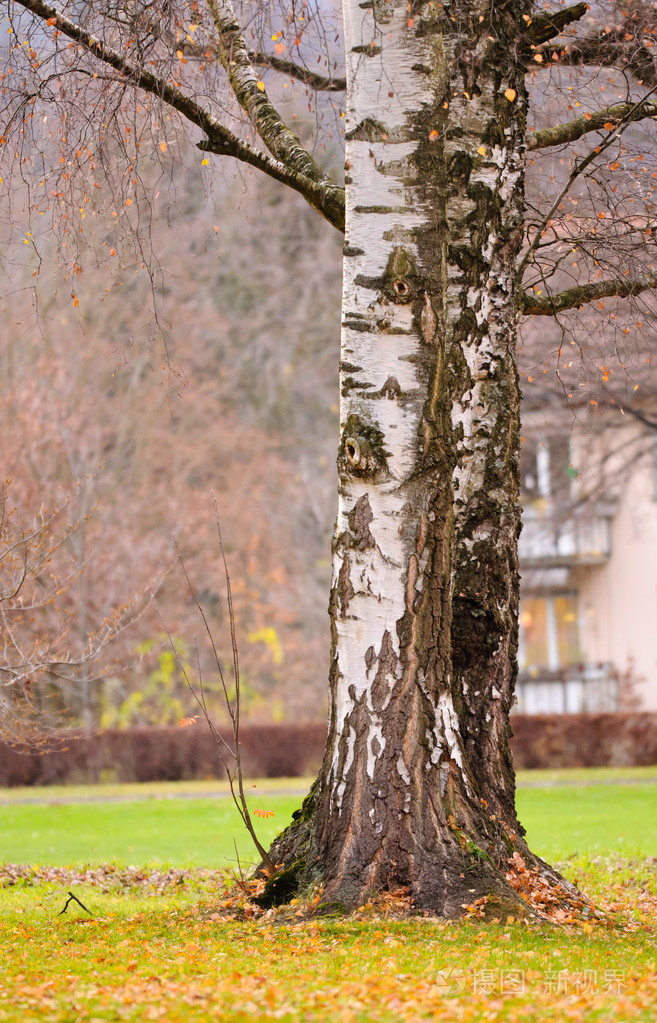 在秋天的白桦树干