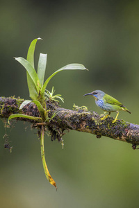 闪亮的 HoneycreeperCyanerpes 参, 美丽的小蓝 Honeycreeper 从哥斯达黎加