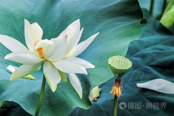 白莲花与绿色的树叶照片 正版商用图片04h93i 摄图新视界