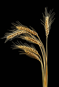 黑色背景下的小麦小穗