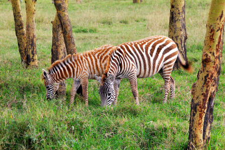 在东部非洲热带森林中的野生动物