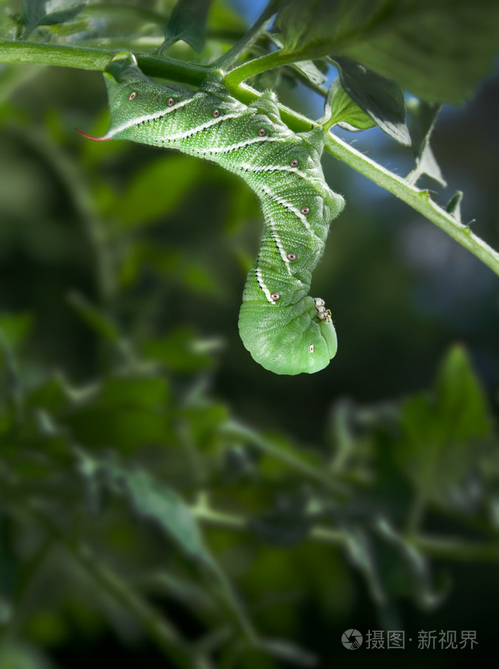 烟草天蛾幼虫烟草天蛾对番茄植株