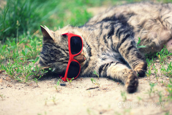 戴墨镜的猫的画像躺在草地上