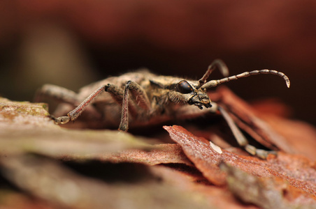 rhagium 调查官