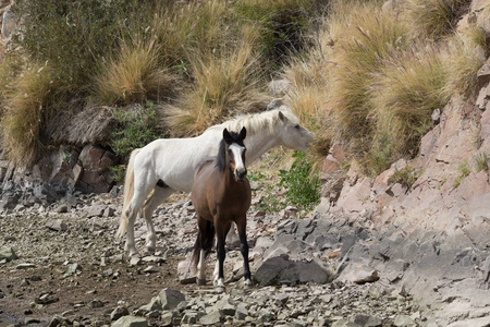 亚利桑那沙漠的咸河沿线的野马