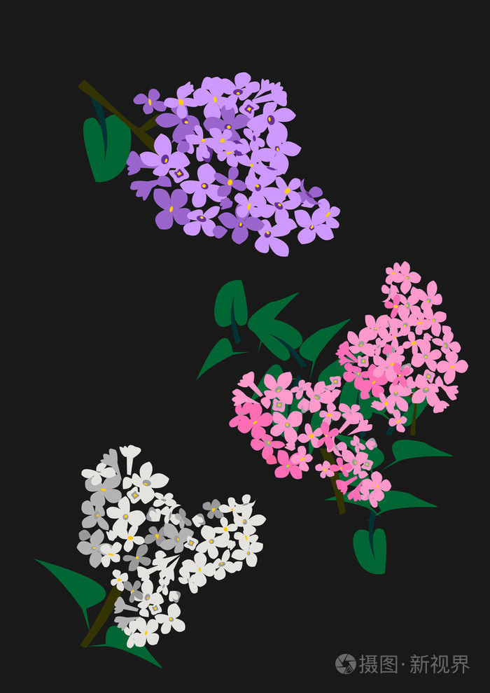 丁香在黑色背景上的矢量插画