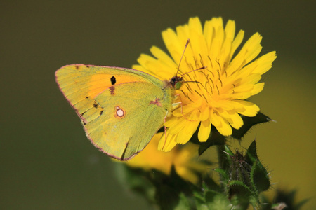 colias 大黄鱼，le soucis