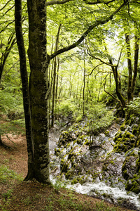 在克罗地亚的夏天, 普利特维切湖国家公园里有瀑布的树