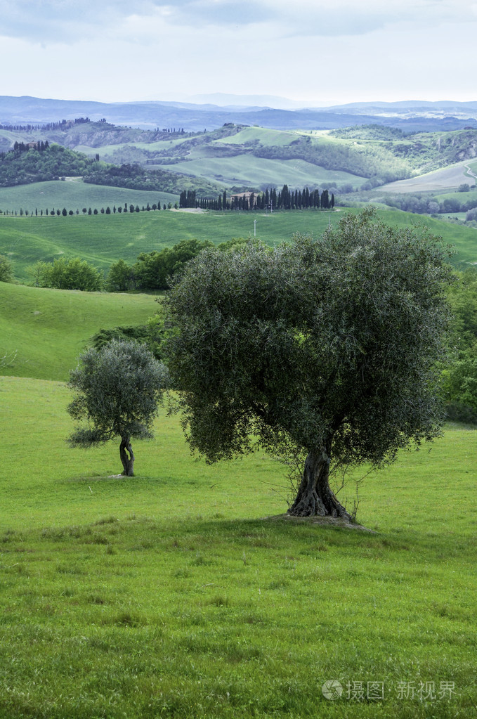 橄榄树意大利