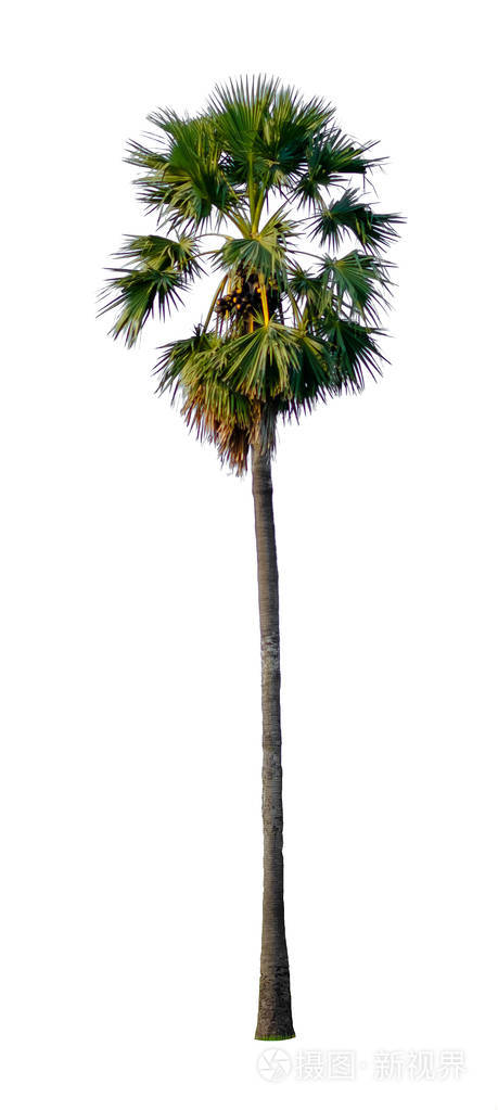 高大的亚洲棕榈树在白色背景下被隔离在户外阳光下